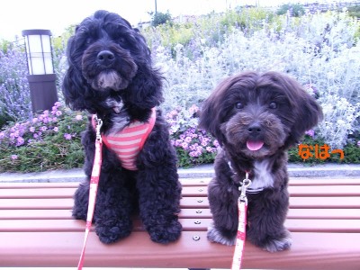 ミックス犬（コッカー・プー）の Sakuraちゃん（左）と てまりちゃん（右)の写真
