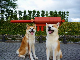 秋田犬の伊吹くんと富士くんの写真です