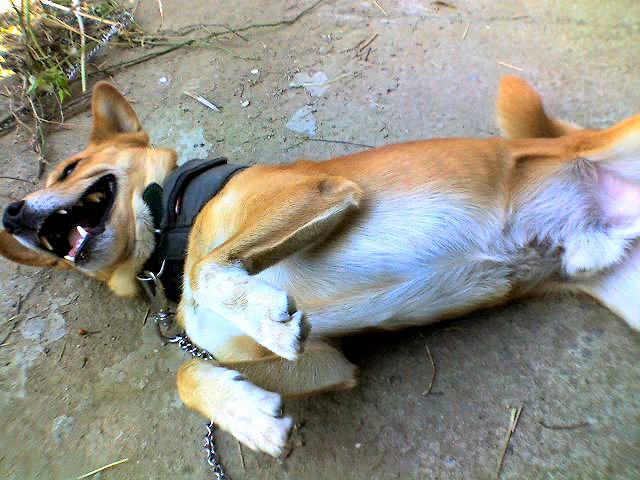 柴犬の　ドン吉（どんきち）くんの写真