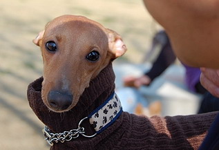 イタリアングレーハウンドのエルモくんの写真