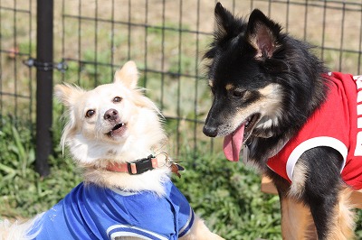 ミックス犬のメイちゃんとマリンくんの写真です